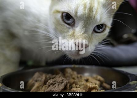 Dettaglio dei gatti salvati e protetti, volontariato animale Foto Stock