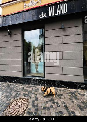 Tern?PIL, Ucraina - 14 maggio 2025: Un simpatico Bulldog francese che passa davanti a un elegante negozio di moda da Milano in città. Foto Stock