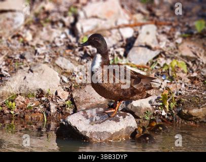 Un'anatra selvatica madre si erge protecamente su una roccia mentre le sue anatre nuotano sotto in acque poco profonde circondate dalla natura Foto Stock