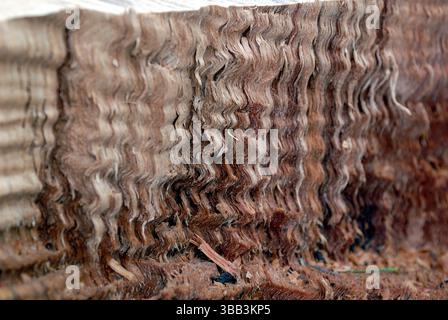 Questo primo piano cattura l'intricata struttura e l'affascinante texture del legno, perfetto per studi sulla natura e progetti artistici ispiratori. Foto Stock