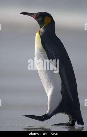 Con una lunghezza del corpo di oltre 90 cm, il pinguino re (Aptenodytes patagonicus) è la seconda specie di pinguini più grande, superata solo dall'imperatore peng Foto Stock