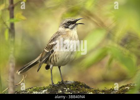 San Cristobal Mockingbird (Mimus melanotis) canto, Galapagos, Ecuador, Sud America Foto Stock