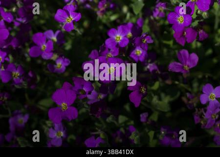 Petunie vivaci in piena fioritura che presentano una varietà di colori. Fotografato in un giardino estivo. Foto Stock