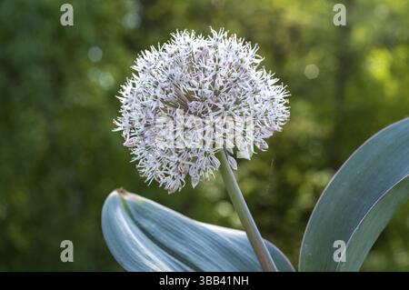 Il nectaroscordum siculum in fiore, noto anche come aglio miele siciliano, mostra i suoi intricati fiori bianchi in un giardino primaverile, Borken, NRW, Germania, E. Foto Stock