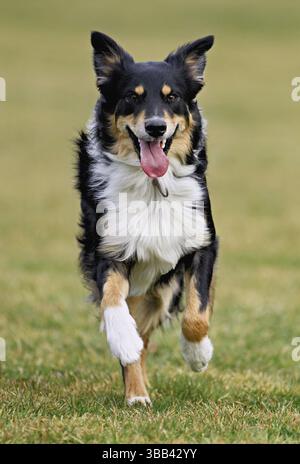 Il cane di razza mista tra Border Collie e Australian Shepherd salta sul prato, in Svizzera, in Europa Foto Stock