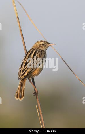 Zitting cisticola (Cisticola juncidis), Darjeeling, India, Asia Foto Stock