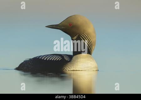 Pacific Loon (Gavia pacifica) che si nutre su un piccolo stagno sulla tundra nell'Alaska settentrionale Foto Stock