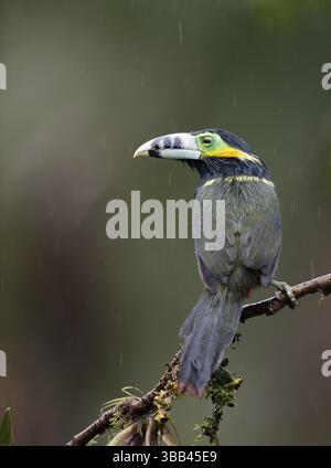 Toucanet (Selenidera maculirostris) maschio con fattura a punti appollaiato su una diramazione, foresta pluviale algerina, Brasile, Sud America Foto Stock