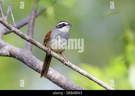 Stripe-headed Sparrow Aimophila ruficauda ruficauda Santa Rosa National Park, Costa Rica 12 October Adult Emberizidae Foto Stock