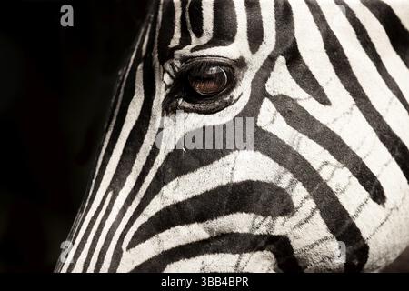 Burchell's Zebra (Equus burchellii) ritratto della testa, Kruger National Park, Sudafrica, Africa Foto Stock