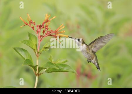 Colibrì dalla gola rubina (Archilochus colubris) femmina che vola mentre si nutre di nettare di fiori, Texas, USA, Nord America Foto Stock