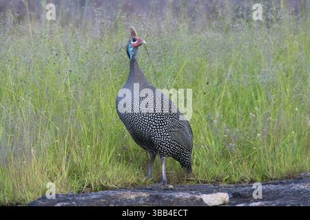Guineafowl (Numida meleagris), Serengeti, Tanzania, Africa Foto Stock