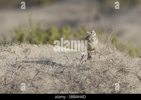 Crested Lark (Galerida cristata) arroccato sul terreno, Sur Masirah, Oman, Asia Foto Stock
