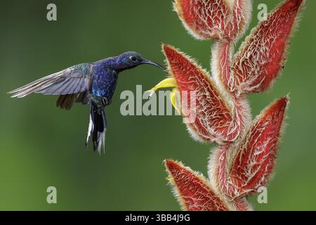 Violet Sabrewing (Campylopterus hemileucurus) volando e nutrendo un fiore in Costa Rica Foto Stock