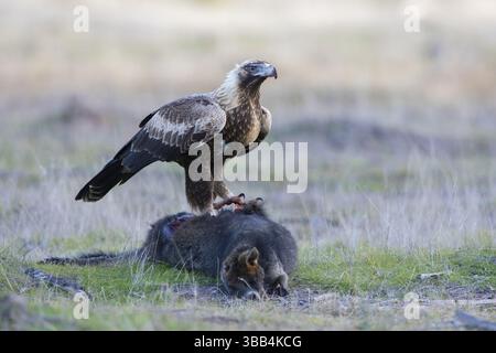 Aquila audax (Aquila audax) giovane sulla carcassa di una palude (Wallabia bicolor), Victoria, Australia, Oceania Foto Stock