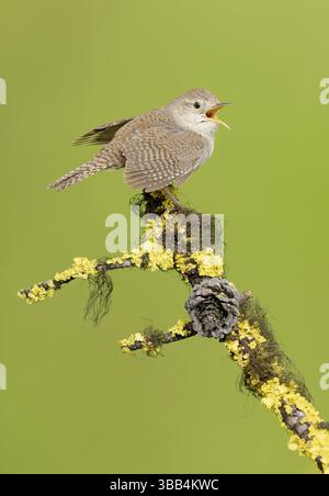 House Wren (Troglodytes aedon) canto, Columbia Britannica, Canada, Nord America Foto Stock