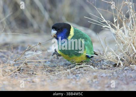 Ringneck australiano (Barnardius zonarius zonarius) arroccato sul terreno, nutrendosi di semi, territorio del Nord, Australia, Oceania Foto Stock