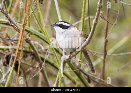 Stripe-headed Sparrow Aimophila ruficauda Sayulita, Nayarit, Mexico 19 January Adult Emberizidae Foto Stock