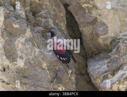 Wallcreeper (Tichodroma muraria) maschile, Bulgaria, Europa Foto Stock