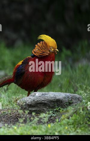 Fagiano dorato (Chrysolophus pictus) maschio arroccato sul terreno, Shanxi, Cina, Asia Foto Stock