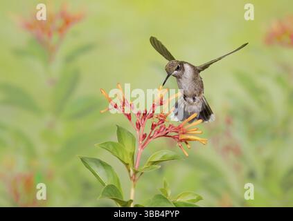 Colibrì dalla gola rubina (Archilochus colubris) femmina che vola mentre si nutre di nettare di fiori, Texas, USA, Nord America Foto Stock