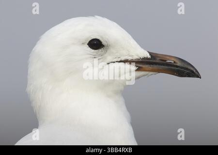 Gabbiano d'argento (Chroicocephalus novaehollandiae), Victoria, Australia, Oceania Foto Stock