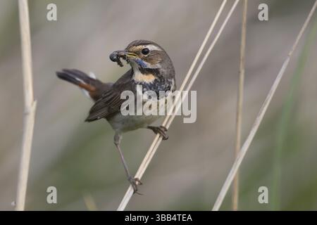 Bluethroat (Luscinia svecica cyanecula) femmina con preda di insetti in becco per nutrire i pulcini, Meclemburgo-Occidentale, Pomerania, Germania, Europa Foto Stock