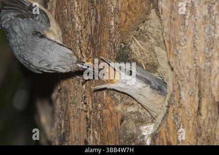 Eurasian Nuthatch (Sitta europaea) nutrire i giovani nella cavità nido, Valle d'Aosta, Italia, Europa Foto Stock