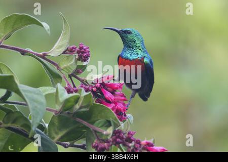 Uccello del sole (Cinnyris chloropygius) maschio alla ricerca di nettare di fiori, Uganda, Africa Foto Stock