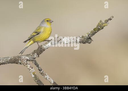Citril Finch (Carduelis citrinella) maschio arroccato su una diramazione, Valle d'Aosta, Italia, Europa Foto Stock