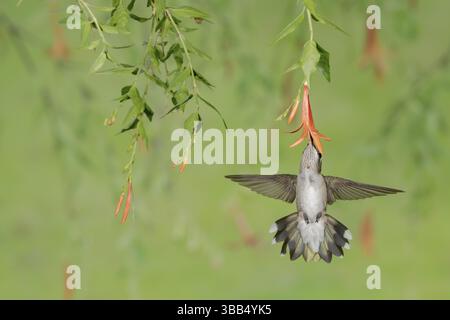 Colibrì dalla gola rubina (Archilochus colubris) femmina che vola mentre si nutre di nettare di fiori, Texas, USA, Nord America Foto Stock
