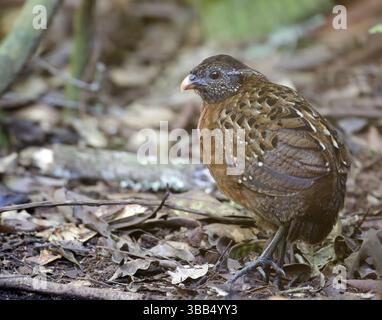 Quail di legno petto rufo (Odontophorus speciosus) giovanile, San Martin, Perù, Sud America Foto Stock
