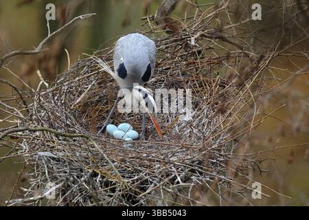 Airone grigio, Ardea cinerea, in nido con quattro uova, tempo di nidificazione Foto Stock