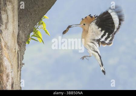Hoopoe epopea epops (Upupa epops) che dà da mangiare al nido, Valle d'Aosta, Italia, Europa Foto Stock