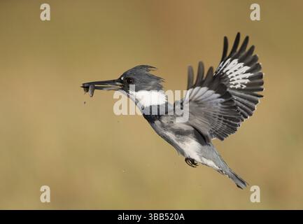 Kingfisher con cintura (Megaceryle alcyon) maschio che vola con prede di pesce nel suo becco, Florida, Stati Uniti, Nord America Foto Stock