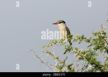 Kingfisher a righe (Halcyon chelicuti) arroccato su un ramo, Uganda, Africa Foto Stock