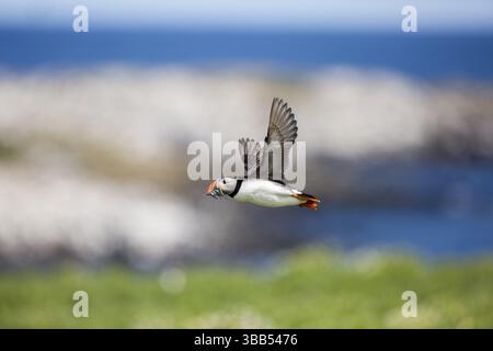 Atlantic Puffin (Fratercula arctica) in volo con cicerelli a Bill, Isole farne, Regno Unito, Europa Foto Stock