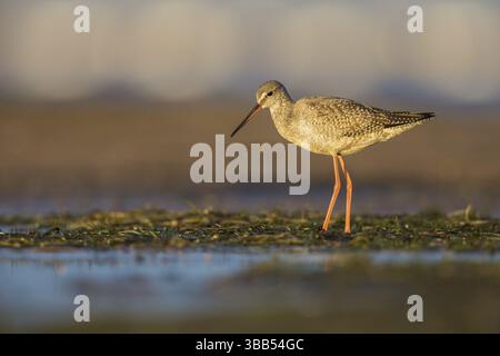 Spotted Redshank (Tringa erythropus) Foraging, Polonia, Europa Foto Stock