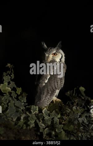 Gufo bianco meridionale (Ptilopsis granti) prigioniero, Germania, Europa Foto Stock