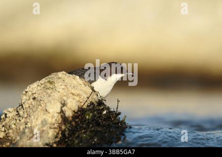 Zwartbuikwaterspreeuw, Rospo bilanciere, Cinclus cinclus cinclus Foto Stock