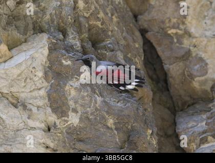 Wallcreeper (Tichodroma muraria) maschile, Bulgaria, Europa Foto Stock