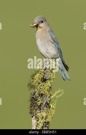 Mountain Bluebird (Sialia currucoides) femmina arroccata su un ramo con cibo nel suo becco, Columbia Britannica, Canada, Nord America Foto Stock