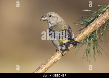 Parrot Crossbill (Loxia pytyopsittacus) femmina arroccata su una filiale, Paesi Bassi Foto Stock