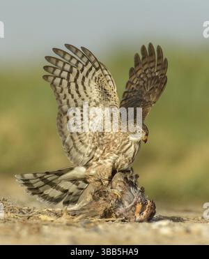 Hawk (Accipiter striatus) dalle tinte affilate immaturo con preda maschio del Bobwhite settentrionale (Colinus virginianus), Texas, Stati Uniti, Nord America Foto Stock
