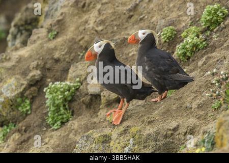 Puffin tufted (Fratercula cirrhata) coppia, Alaska, Stati Uniti, Nord America Foto Stock