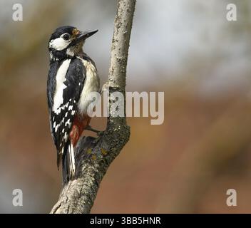 Buntspecht (Dendrocopos Major, Syn.: Picoides Major) Foto Stock