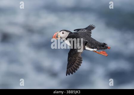 Atlantic Puffin (Fratercula arctica) Flying, Islanda, Europa Foto Stock