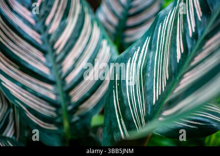 Calathea Ornata, verde vivace e a righe rosa, lascia un dettaglio nitido, mettendo in risalto il loro fogliame tropicale ornamentale. Foto Stock