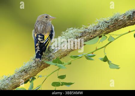 European Goldfinch (Carduelis carduelis) giovanile arroccato su un ramo, Andalusia, Spagna, Europa Foto Stock