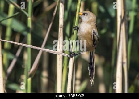 Bearded Reedling (Panurus biarmicus) giovanile in reedbed, Meclemburgo-Occidentale, Pomerania, Germania, Europa Foto Stock